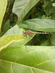Brachydiplax