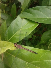Brachydiplax