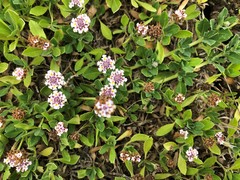 Phyla nodiflora minor