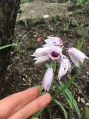 Orthochilus euanthus