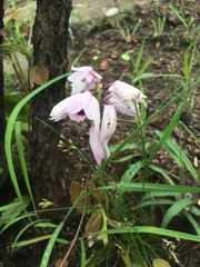 Orthochilus euanthus