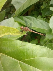 Brachydiplax
