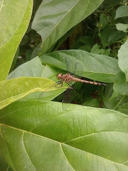 Brachydiplax