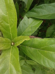Brachydiplax