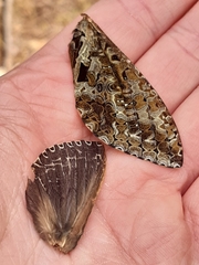 Dumbletonius characterifer