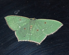 Cyclothea disjuncta