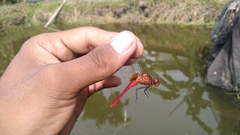 Rhodothemis rufa