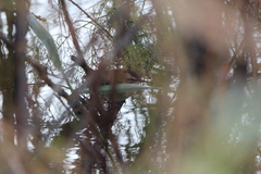 Acrocephalus melanopogon