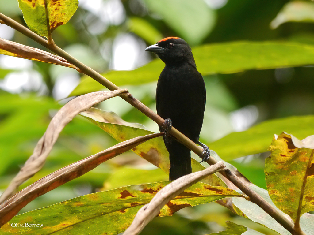 Red-Crowned Malimbe