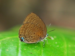 Arhopala major