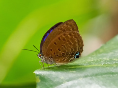 Arhopala major