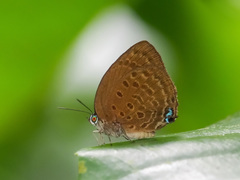 Arhopala major