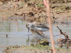 Calidris subminuta