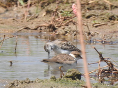 Calidris subminuta