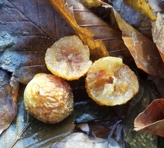 Cynips quercusfolii