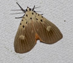 Asota iodamia