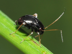 Halticus apterus