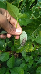 Pelargoderus bipunctatus