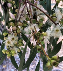 Eucalyptus porosa