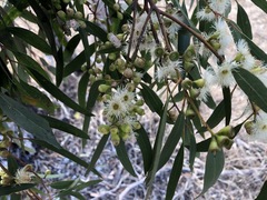 Eucalyptus porosa