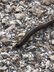 Acanthoiulus cassinensis