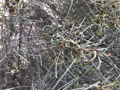 Acacia rigens