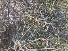 Acacia rigens