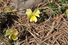 Viola oreades