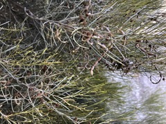 Acacia rigens