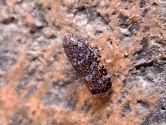Coelidiinae