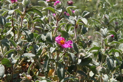 Cistus tauricus