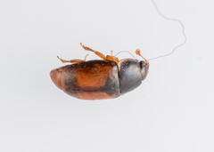 Epuraea melanocephala