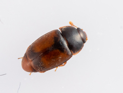 Epuraea melanocephala