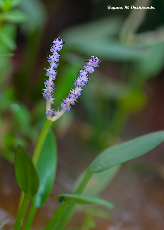 Aponogeton satarensis