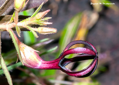 Ceropegia jainii