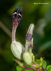 Ceropegia oculata