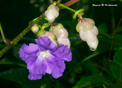 Strobilanthes callosa