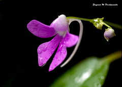 Impatiens acaulis