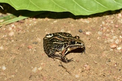 Leptodactylus furnarius