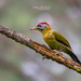 Laced Woodpecker - Photo (c) manojmcn, some rights reserved (CC BY-NC), uploaded by manojmcn