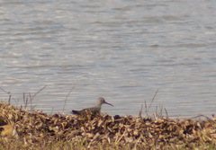 Tringa glareola