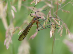 Harpobittacus australis
