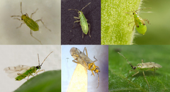 Nesidiocoris tenuis