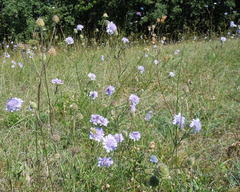 Scabiosa canescens