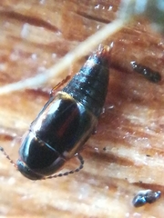 Tachinus marginellus