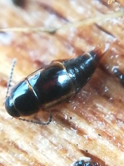 Tachinus marginellus