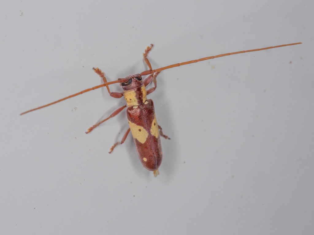 Prosopocera zimbabwea
