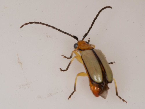 Palpoxena nigromarginata · iNaturalist