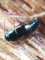 Tachinus marginellus