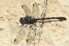 Ceratogomphus triceraticus
